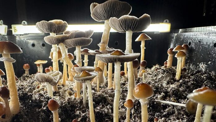 The Feeling of Euphoria From Magic Mushrooms Explained