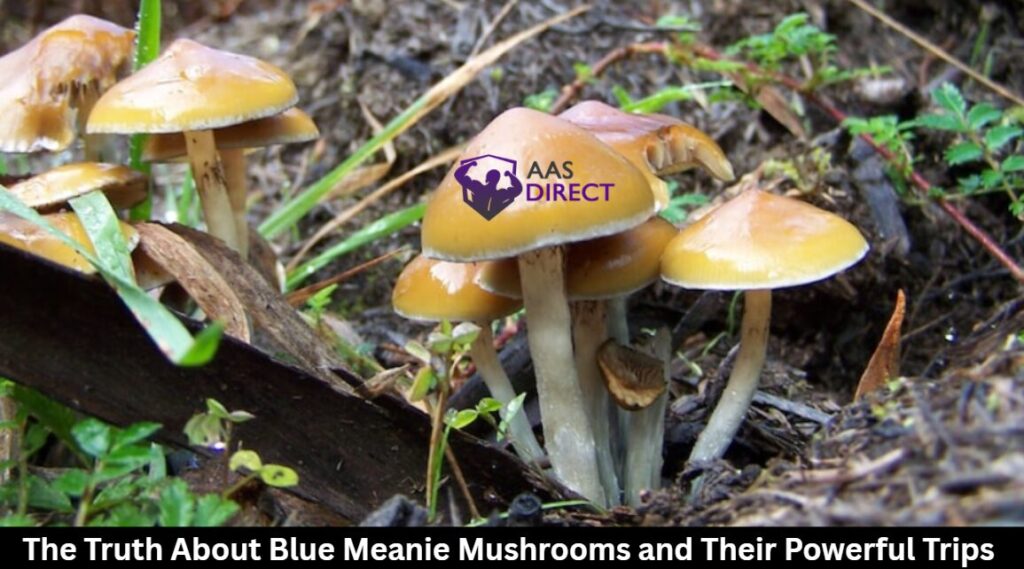 Truth About Blue Meanie Mushrooms